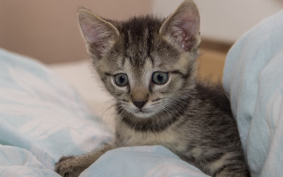 Small kitten on bed with - a white comforter free wallpaper