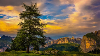 Tree field mountains clouds sky - landscape free wallpaper