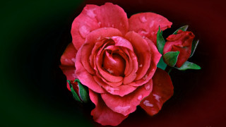Red rose water droplets macro 37 - a green border free wallpaper