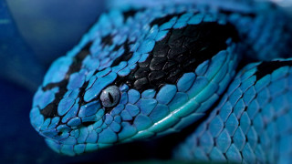 Blue snake black spots curled - its head and neck free wallpaper