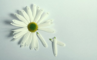 White flower green center minimalist - a green center free wallpaper for desktop