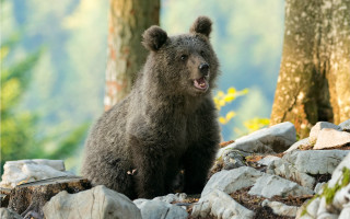 Bear rock woods open mouth - a bear free wallpaper