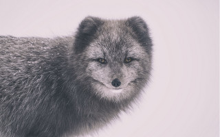 Wolf furry portrait snow white - animal free wallpaper for desktop