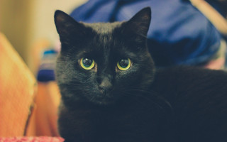 Black cat green eyes bed 2 - a blue jacket free wallpaper