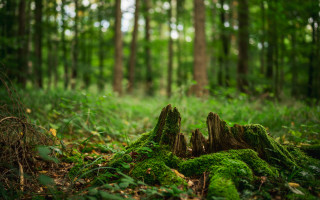 Mossy log forest path blurry - mossy free wallpaper