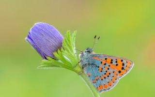 Butterfly flower macro arts crafts - the flower free wallpaper