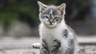 Kitten dirt field forest blue - top of a dirt field next free wallpaper