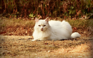 White cat lying in grass - a serious look free wallpaper