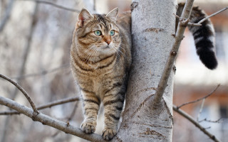Cat tree branch outdoors blurry - a blurry background of a building free wallpaper