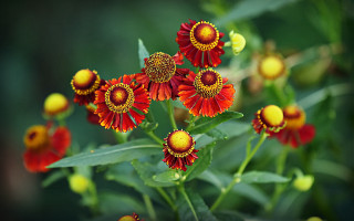 Red yellow flowers green leaves 2 - the background and a blurry background behind them free wallpaper for desktop