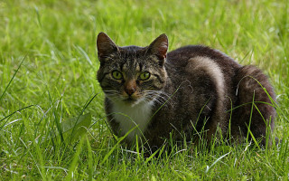 Sad cat in grass blurry 3 - grass free wallpaper