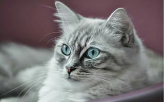 Cat blue eyes laying on - a bed free wallpaper