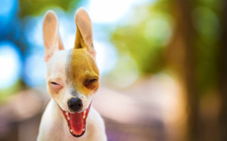 Shiba inu tongue out furry - a small dog free wallpaper