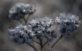 Frosty plant macro christmas snow - frost free wallpaper for desktop