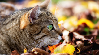 Cat green eyes autumn leaves - a cat free wallpaper