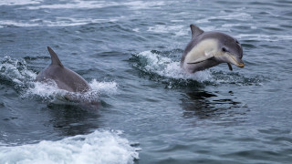 Dolphins jumping ocean beach sky - the ocean together free wallpaper