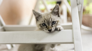 Small kitten white chair psychedelic - a small kitten free wallpaper