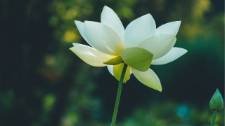 White flower green stem bloom - petal and a blurry background free wallpaper for desktop