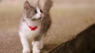 Small kitten red collar bow - a red collar free wallpaper