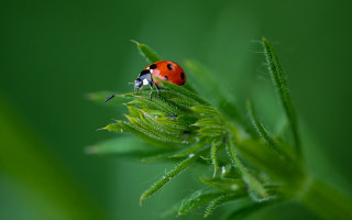 Ladybug green leaves ecological macro - a lady bug free wallpaper