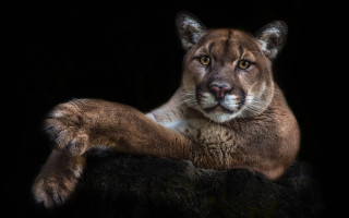 Mountain lion portrait black background - a mountain lion free wallpaper