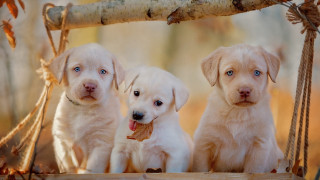 Three puppies swing woods sticks - a swing free wallpaper