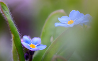 Blue flowers green plant macro - a green plant free wallpaper for desktop