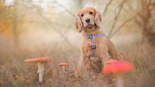 Dog mushrooms grass woods nature - a mushroom free wallpaper