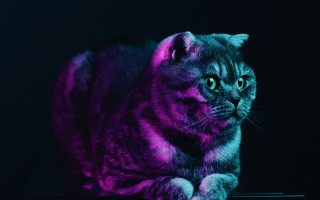 Cat purple light hologram monster - a table in the dark free wallpaper