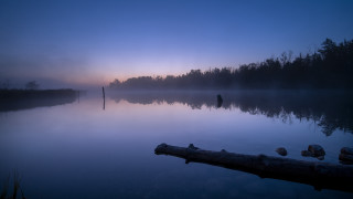 Lake log foggy dawn trees - in the middle of it free wallpaper