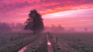 Foggy sunset field tree fence - daarken free wallpaper