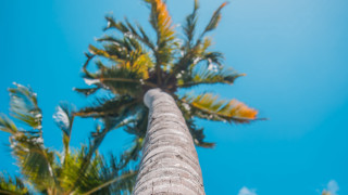 Palm tree blue sky clouds 7 - a few cloud free wallpaper for desktop