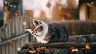 Cat fence bird autumn blurry - a wooden fence next free wallpaper