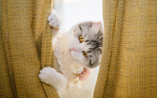 Kawaii cat peeking curtain blush - kawaii free wallpaper