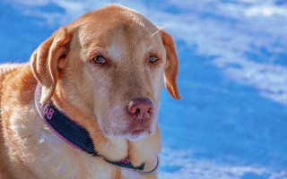Dog smiling shiba inu snow - a collar free wallpaper
