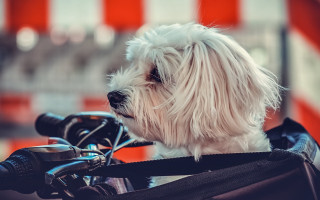 White dog motorcycle harness maximalism - a small white dog free wallpaper for desktop