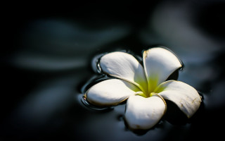 White flower floating water waterdrops - drop of water free wallpaper for desktop