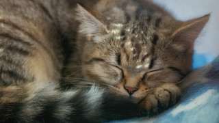 Cat sleeping blanket closed eyes - its head free wallpaper