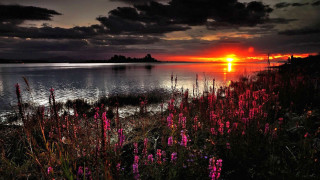 Sunset lake pink flowers dusk - a few pink flower free wallpaper for desktop