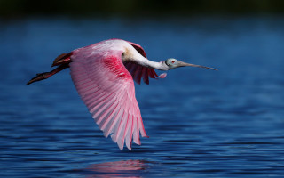 Pink bird flying over water 3 - wildlife photography free wallpaper