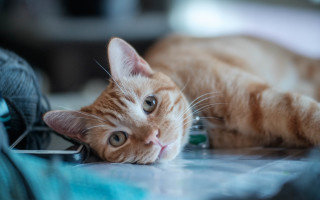 Cat yarn vanitas blurry shiba - f 1. free wallpaper