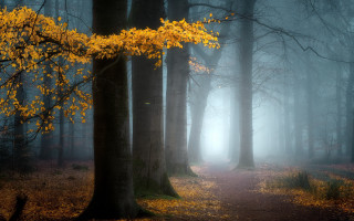 Forest path yellow leaves fog - a trail free wallpaper