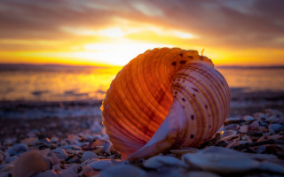 Shell beach sunset ocean cinematic - the ocean in the background free wallpaper for desktop