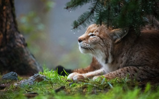 Small brown white cat grass - the grass next free wallpaper