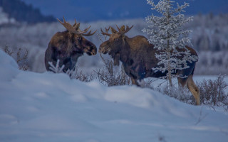 Moose snow field trees blue - douglas robertson bisset free wallpaper
