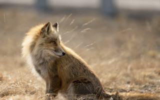 Fox field drygrass wildlife focus - a blurry background of the grass free wallpaper