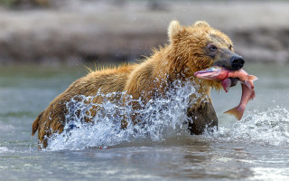 Bear fish water open mouth - mouth wide open free wallpaper