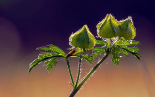 Plant water droplets leaves purple - a close up of a plant free wallpaper for desktop