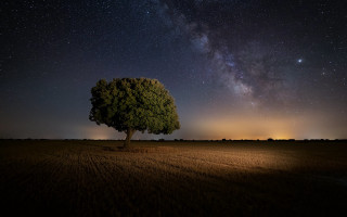 Lone tree night sky stars 2 - milky free wallpaper
