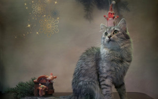 Cat christmas hat gnome tree - a cat free wallpaper